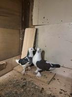 Pigeon duiven charleroi, Animaux & Accessoires