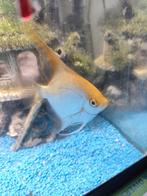 Poisson, Animaux & Accessoires, Enlèvement