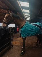 Halve stal gezocht, Dieren en Toebehoren, Merrie