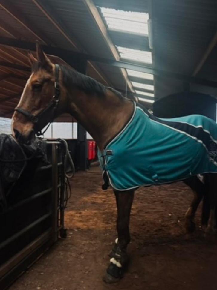 Halve stal gezocht, Dieren en Toebehoren, Paarden, Merrie