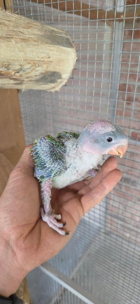 Alexanderparkieten voor handopfok