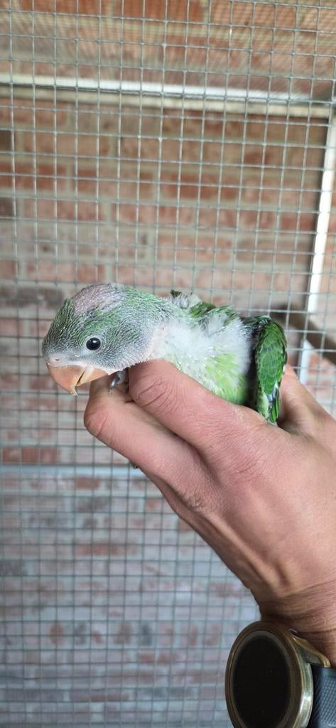 Jonge alexanderparkieten voor handopfok, Dieren en Toebehoren