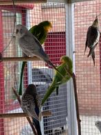 Perruche Baraband mâle, Dieren en Toebehoren, Vogels | Parkieten en Papegaaien, Mannelijk, Parkiet