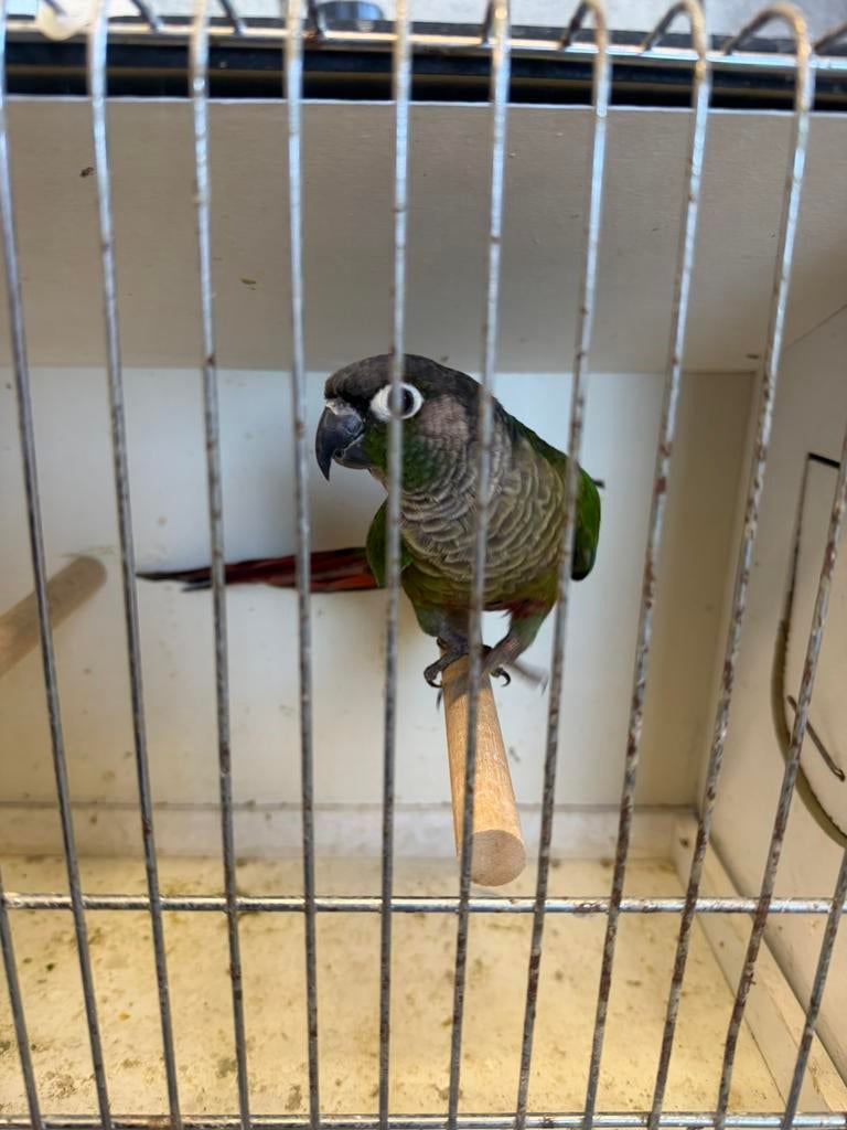 Pyrrhure, Mâle, Perroquet, Bagué