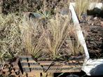 Stipa 'Ponytails', Enlèvement, Plante fixe, Graminées ornementales, Plein soleil
