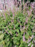 Persicaria rosea duizendknoop, Volle zon, Vaste plant, Herfst, Ophalen