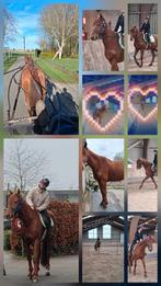 Braaf wandelpaard / recreatiepaard,goede thuis gezocht!!!, Dieren en Toebehoren, Paarden, Ruin