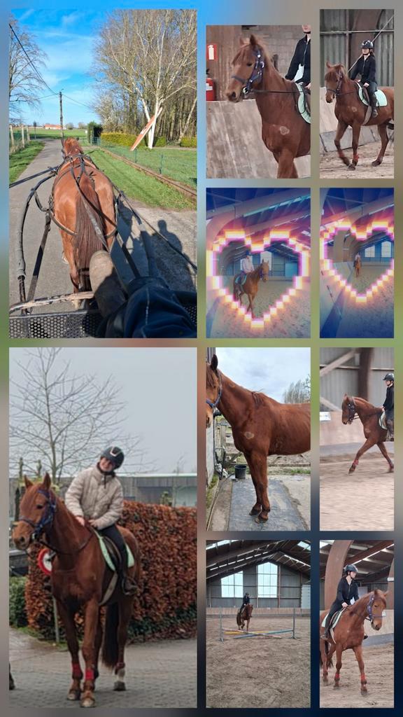 Braaf wandelpaard / recreatiepaard,goede thuis gezocht!!!, Dieren en Toebehoren, Paarden, Ruin