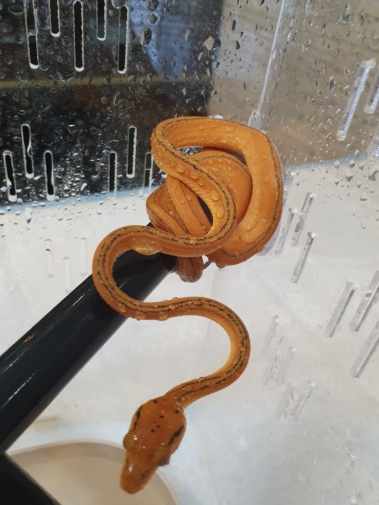 Corallus Hortulanus Tiger double ligne Caramel🍀, Animaux & Accessoires, Serpent, Domestique, 0 à 2 ans