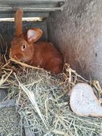 Vaal van bourgondie rammen, Dieren en Toebehoren