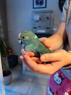 Koppel blauwe kakarikis