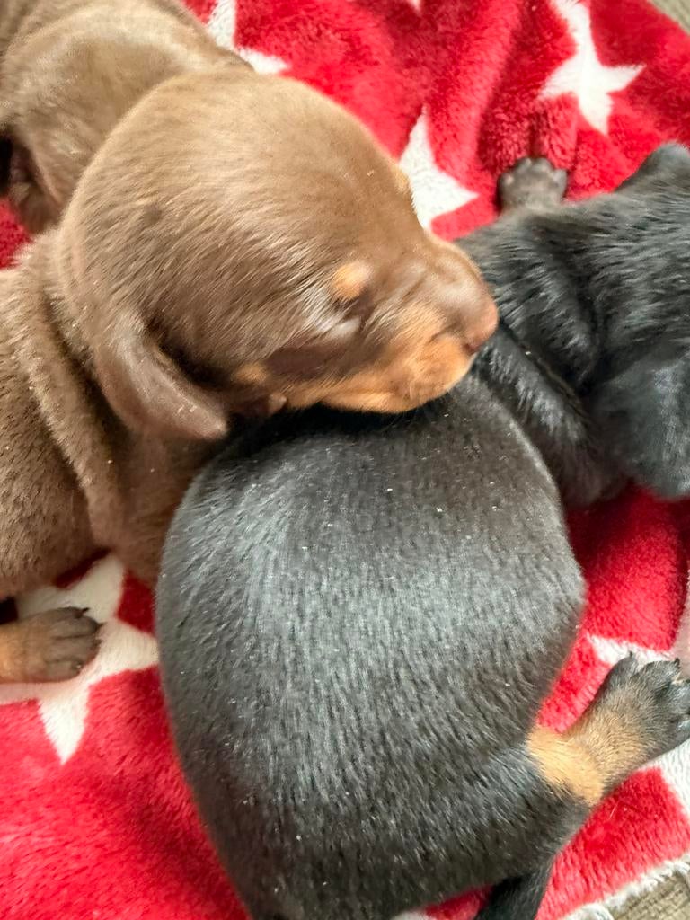 Kaninchen pups, Animaux & Accessoires, Chiens | Teckels & Bassets, Poils courts, Plusieurs, Hépatite contagieuse (maladie de Rubarth)