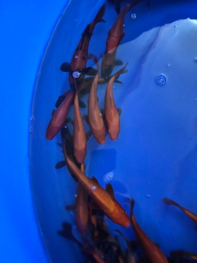 Genjiro tosai benigoi en hi utsuri, Dieren en Toebehoren, Vissen | Vijvervissen, Karper of Koi