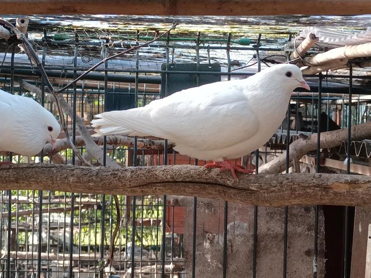 Birmingham Rollers, Animaux & Accessoires, Oiseaux | Pigeons, Pigeon culbutant ou Roller, Plusieurs animaux