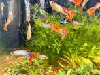 Mannetjes guppy's, Vis, Zoetwatervis
