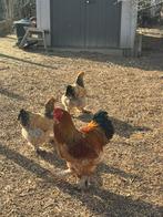 Broedeieren Brahma collumbia buff zwart, Dieren en Toebehoren, Pluimvee, Geslacht onbekend, Kip