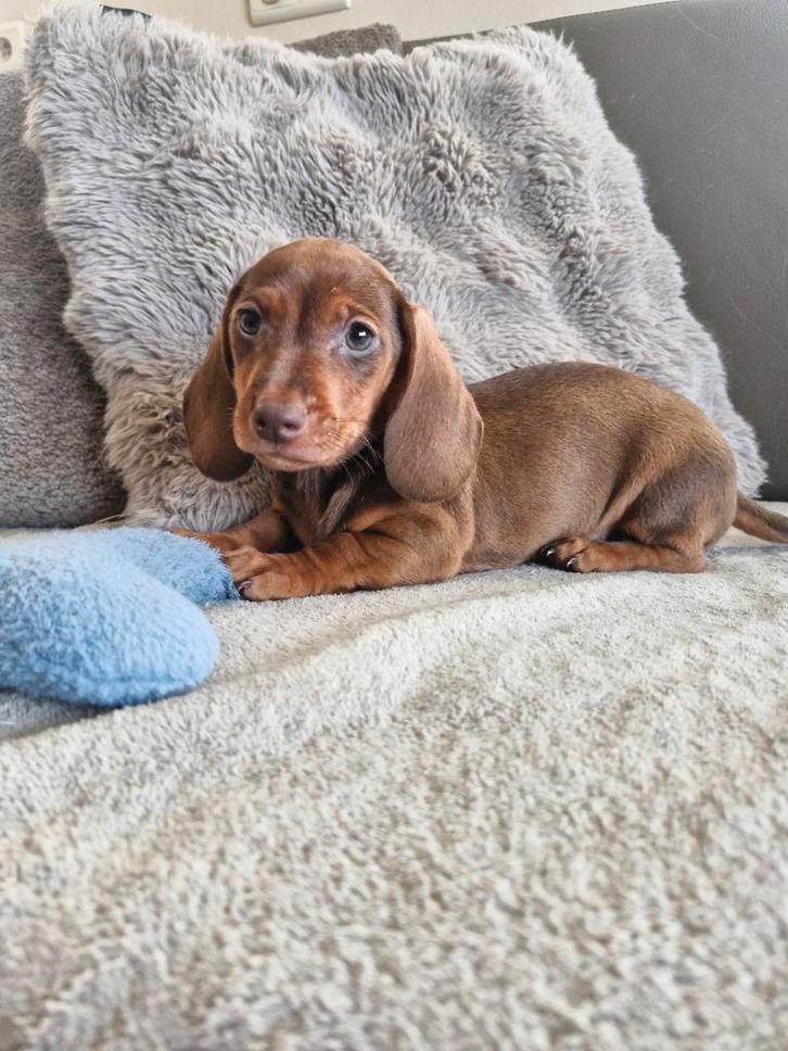 Teckel pups, Dieren en Toebehoren, Honden | Teckels en Dashonden, Reu, Korthaar, Dwerg, Fokker | Hobbymatig, Meerdere, België