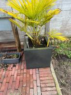 Bloempot met palmboom, Enlèvement ou Envoi, Palmier