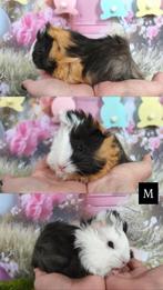 Raszuivere Peruvian cavia’s, Cavia, Februari, Mannelijk, Tam