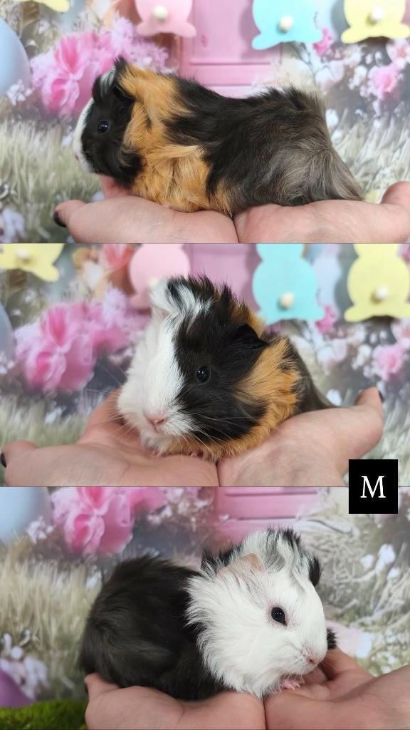 Raszuivere Peruvian cavia’s, Dieren en Toebehoren, Knaagdieren, Mannelijk, Cavia, Februari, Tam