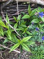 Vaste plant witte bloemen phlox, Enlèvement ou Envoi, Plante fixe