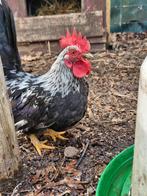 Chabo haantje, Dieren en Toebehoren, Pluimvee