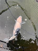 Koi, Dieren en Toebehoren, Karper of Koi