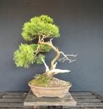 Juniper bonsai, Tuin en Terras, Ophalen