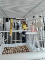 Canari, Mâle