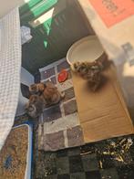 4 Zijdehoen kuikens, Dieren en Toebehoren, Vrouwelijk, Kip