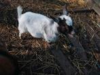 Mini dwerggeitje. Zeer tam, Dieren en Toebehoren, Schapen, Geiten en Varkens, Vrouwelijk, Geit, 0 tot 2 jaar
