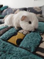 Cavia Ch Teddy mâle, Mars, Mâle