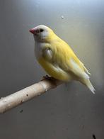 Koppel gouldamadine, pop geel, man pastel, zie beschrijving, Bagué