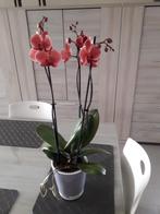 Orchidee zonder sierpot, Maison & Meubles, Plantes d'intérieur, Enlèvement