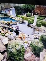 Opvang kleinvee geiten schapen pony's