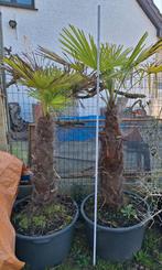 Les palmiers sont robustes, Enlèvement, Printemps