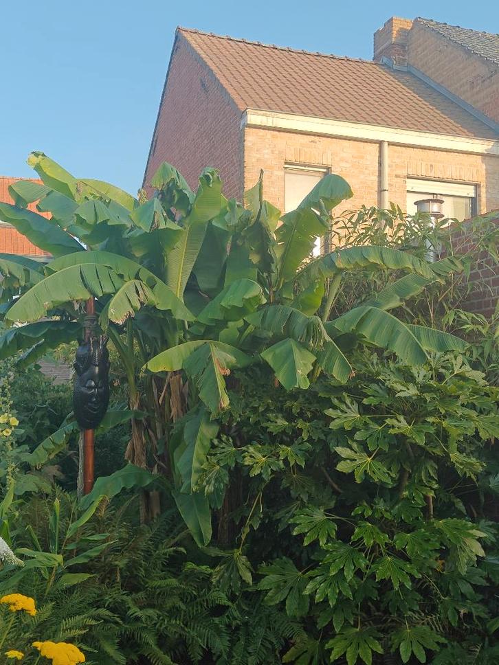 Banane japonaise en fibre, Jardin & Terrasse, Plantes | Jardin, Plante fixe, Enlèvement