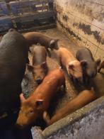 Biggen te koop, Plusieurs animaux, Porcs, 0 à 2 ans