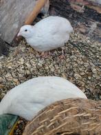 Japanse Kwartel Haan, Dieren en Toebehoren, Pluimvee