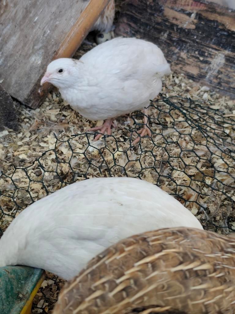 Japanse Kwartel Haan, Animaux & Accessoires, Volatiles