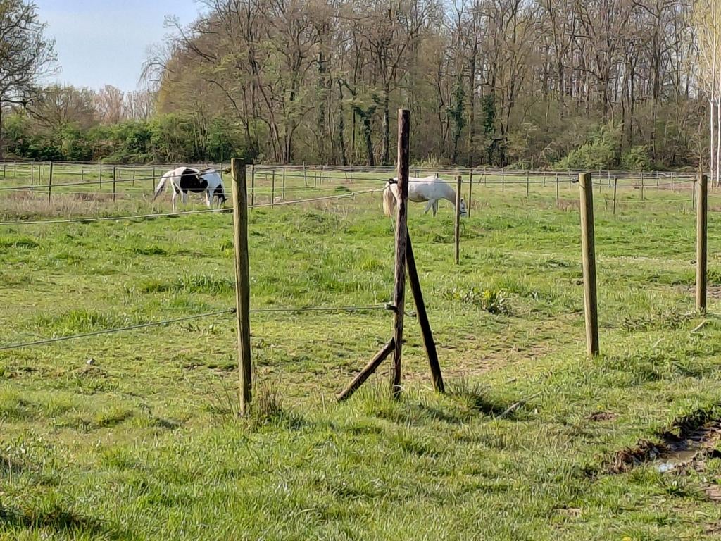 Gezocht weide of kleinschalige accomodatie