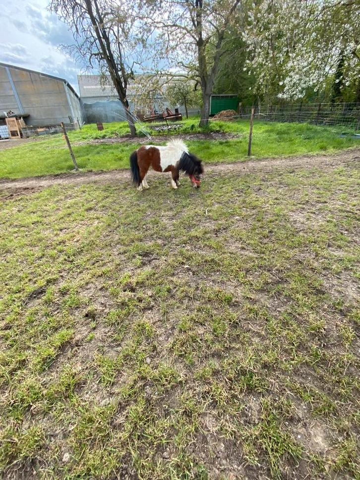 Kinderpony, Dieren en Toebehoren, Pony's, Merrie, Gechipt