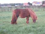 Ilver van stal de Borgelaar, Dieren en Toebehoren, Pony's, Met stamboom, Niet van toepassing, Hengst, A pony (tot 1.17m)