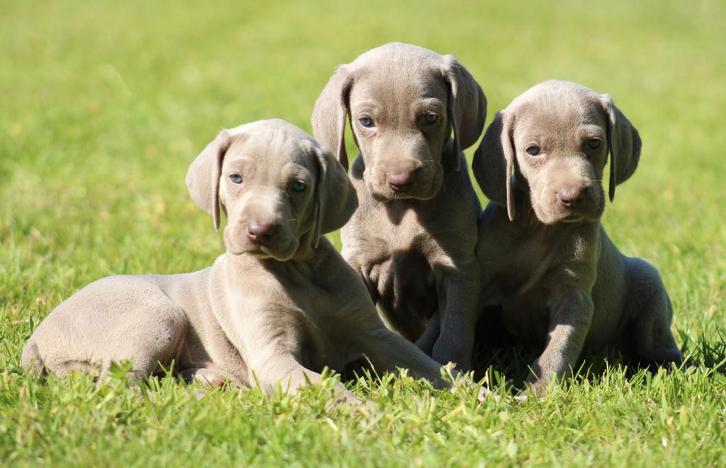 Chiots Weimaraner, Animaux & Accessoires, Chiens | Setters & Braques, Plusieurs animaux, Autres races, Éleveur | Professionnel
