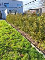 Haagdennen groenblijvende Levensboom Thja occ Brabant, Ophalen