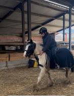 Pony Tinker, Dieren en Toebehoren, Merrie, Gechipt, Zadelmak, 7 tot 10 jaar