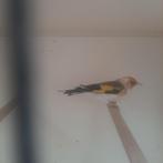 Majoor putter 25, Dieren en Toebehoren, Mannelijk, Geringd