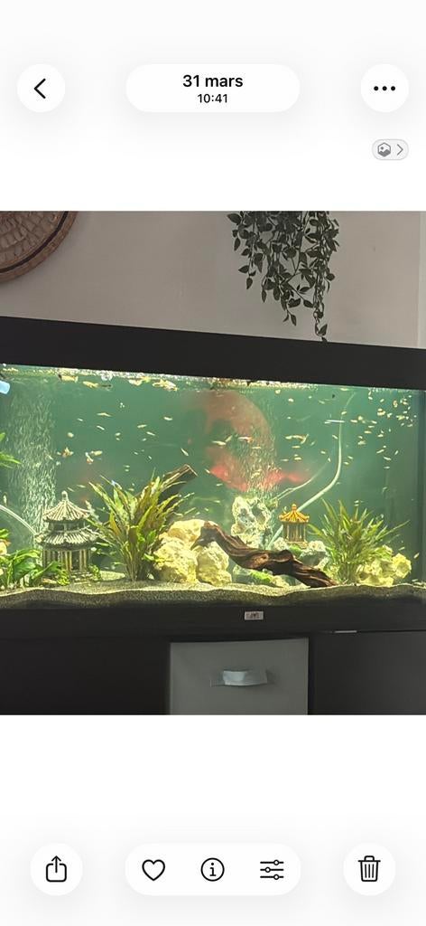 Guppys, Poisson d'eau douce