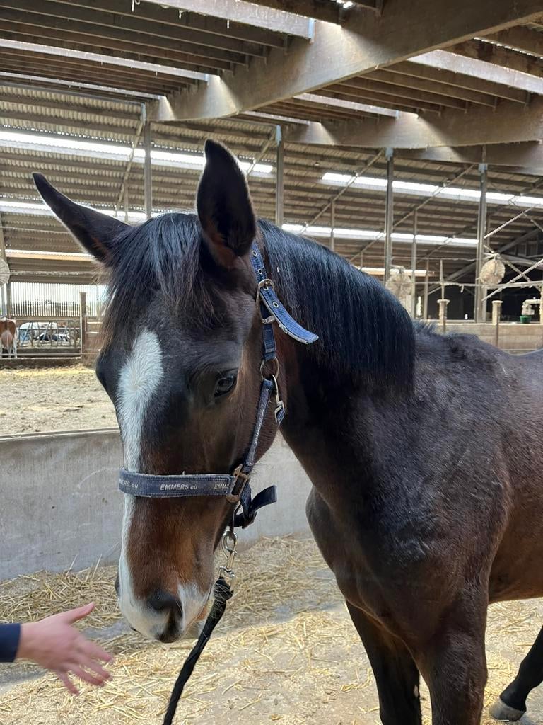Jaarling paard te koop, Dieren en Toebehoren, Paarden, Hengst