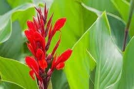 Canna of bloemriet, Ophalen, Zomer, Eenjarig, Volle zon